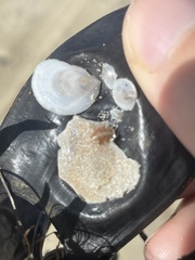 Crepidula plana