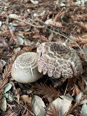Agaricus hondensis