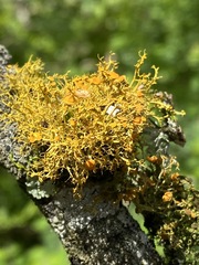 Teloschistes exilis