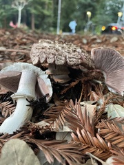 Agaricus hondensis