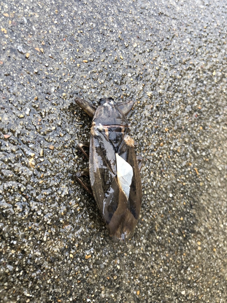 Uhler's Giant Water Bug from Arkansas State University, Jonesboro, AR