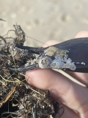 Amphibalanus venustus