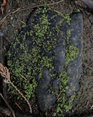 Fissidens ventricosus