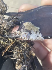 Amphibalanus venustus