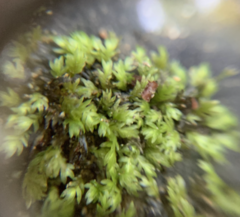 Fissidens ventricosus