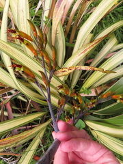Phormium cookianum