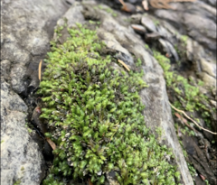 Fissidens ventricosus
