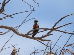 Cinnyris nectarinioides