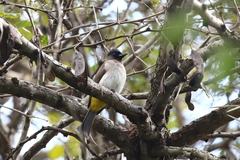 Pycnonotus barbatus layardi