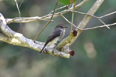 Muscicapa adusta