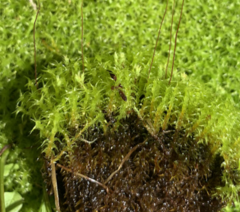 Diobelonella palustris