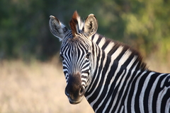 Equus quagga chapmani