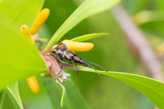 Mecynodera coxalgica