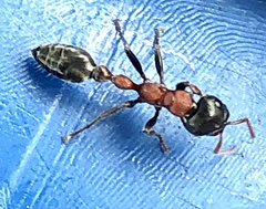 Tetraponera rufonigra