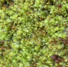 Trichodon cylindricus