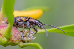 Mecynodera coxalgica