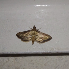 Marasmia