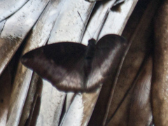 Euthalia monina kesava