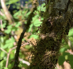 Pseudoleskea stenophylla