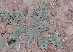 Euphorbia stictospora