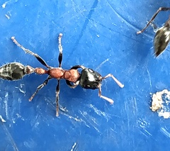 Tetraponera rufonigra