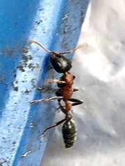 Tetraponera rufonigra