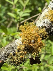 Teloschistes exilis