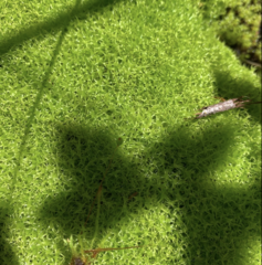 Diobelonella palustris