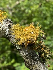 Teloschistes exilis