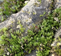 Fissidens ventricosus