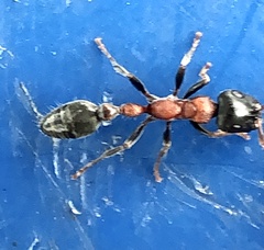 Tetraponera rufonigra