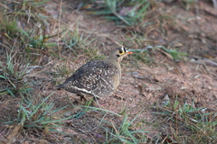 Pterocles bicinctus multicolor