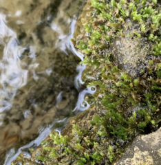 Fissidens ventricosus