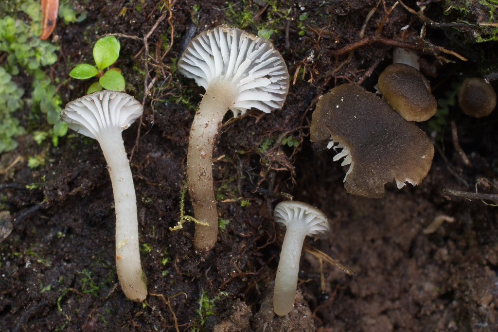 Camarophyllopsis sp. 'PNW01'