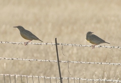 Sturnella magna lilianae