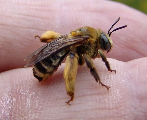 Brown-winged Long-horned Bee
