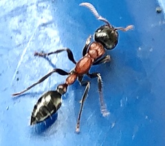 Tetraponera rufonigra