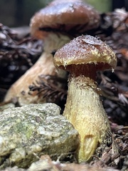 Armillaria gallica
