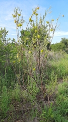 Gomphocarpus physocarpus