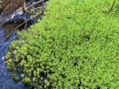 Diobelonella palustris