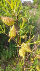 Gomphocarpus physocarpus