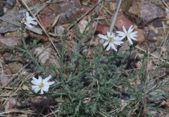 Chaetopappa ericoides