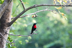 Chalcomitra senegalensis gutturalis