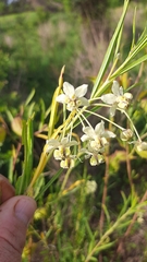 Gomphocarpus physocarpus