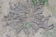 Cylindropuntia davisii