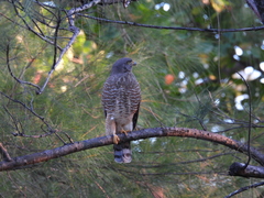 Rupornis magnirostris