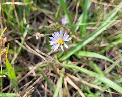 Symphyotrichum adnatum