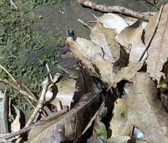 Austroargiolestes amabilis