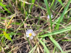 Symphyotrichum adnatum