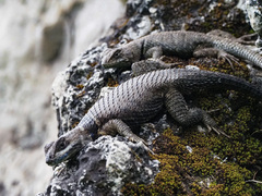 Sceloporus aureolus